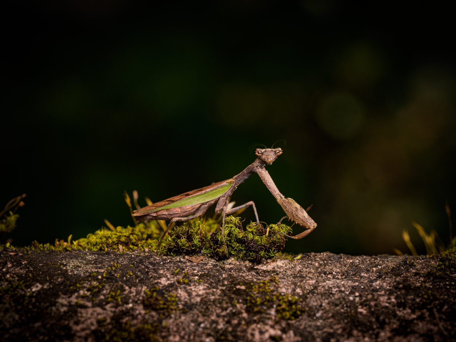 ヒメカマキリ